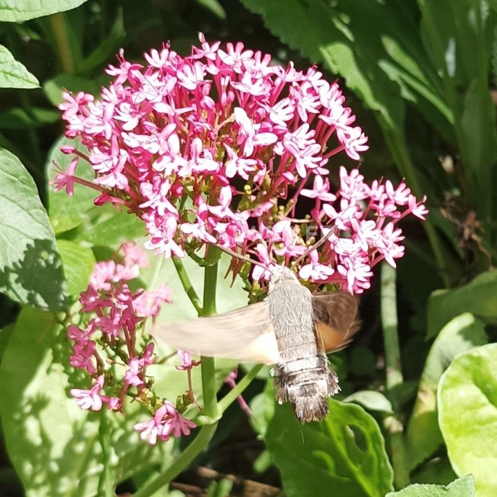 Valériane rouge, Centranthus ruber coccineus image